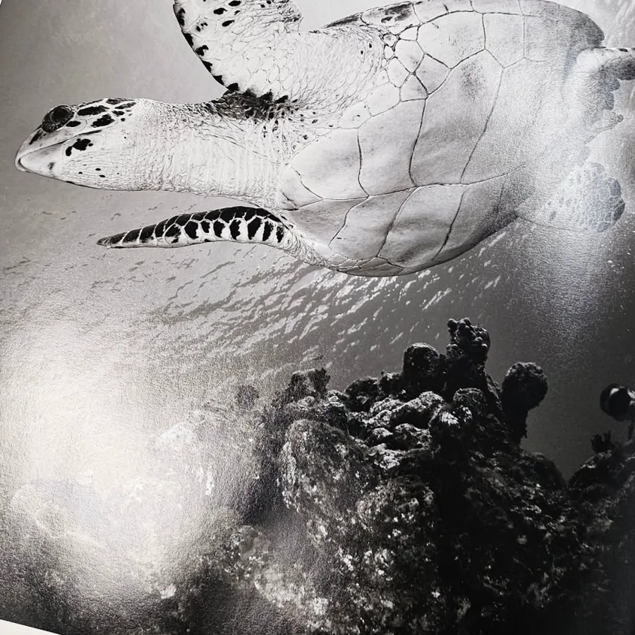 A signed black and white photographic print of a hawksbill turtle swimming over a reef.